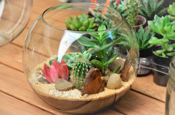 Terarium Kaktus: Alternatif Untuk Tanaman Hias di Meja